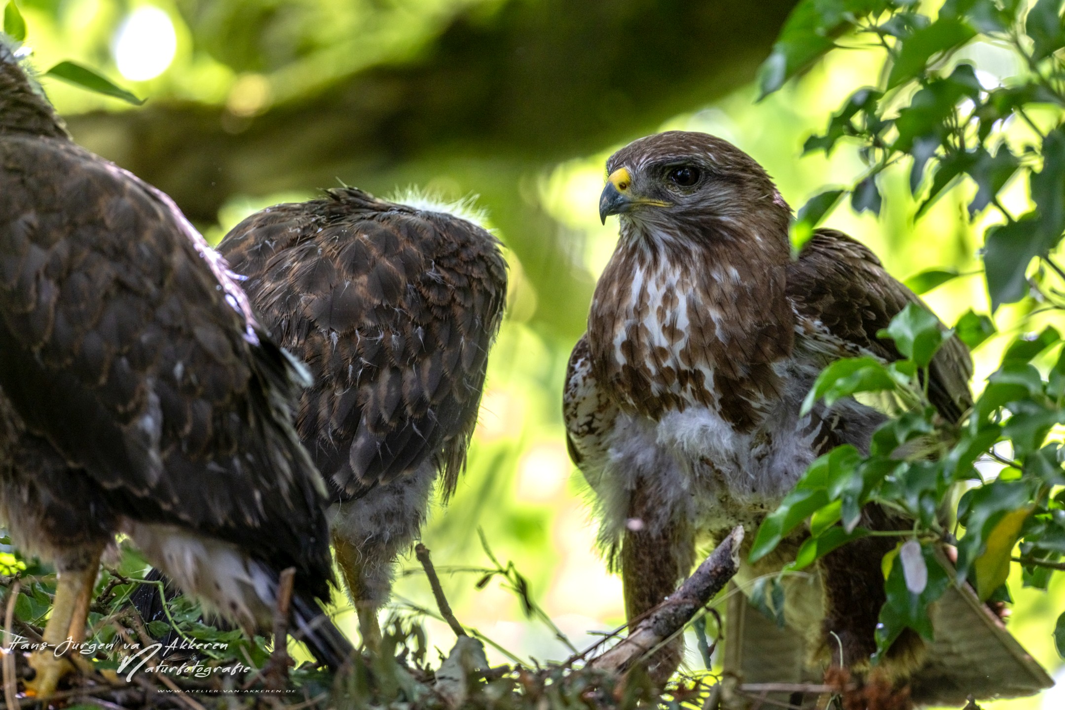 309A9675 Mausebussarde Jungvogel mit Elternteil